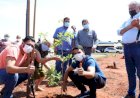 COM REVITALIZAÇÃO DA PRAÇA HELON GOMIDE, PREFEITURA INICIA REPLANTIO E PLANTIO DE MAIS DE 5 MIL MUDAS EM TRINDADE