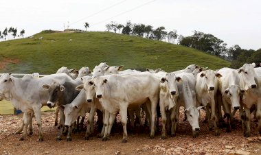 Agropecuária gera mais de 9 mil empregos em Goiás