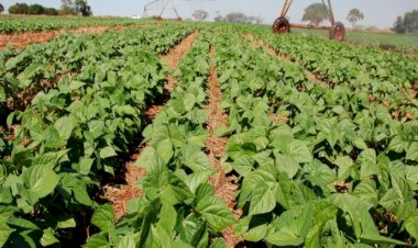 Produção de feijão deve crescer 6,3% na safra 2020/2021