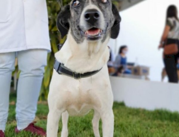 NA AGRICULTURA, AÇÕES DA PREFEITURA GARANTEM PROTEÇÃO A ANIMAIS E AO MEIO AMBIENTE, CUIDADOS COM FEIRANTES E CAPACITAÇÃO