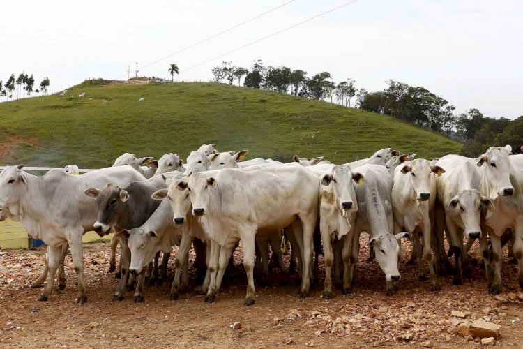 Agropecuária gera mais de 9 mil empregos em Goiás